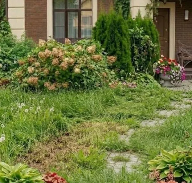 The front lawn before: overgrown grass and weeds over the path