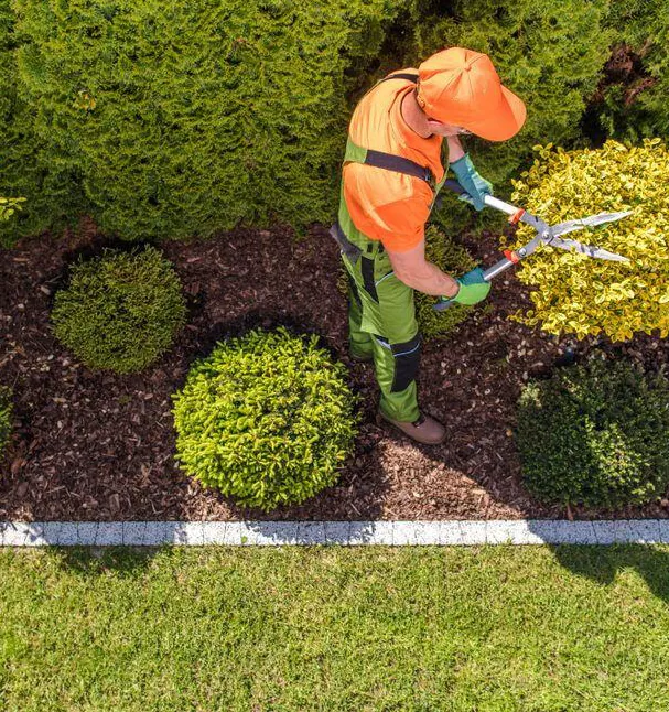 Landscaper shaping shrubs in a mulched bed