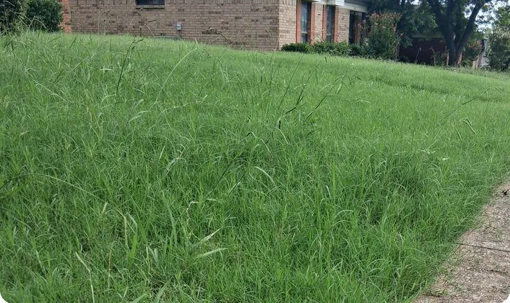 Before: an overgrown lawn in front of a brick house